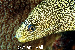 Moray - Bonaire - Canon EOS350D; EF-S 60mm; single DS-125 by Alan Lyall 